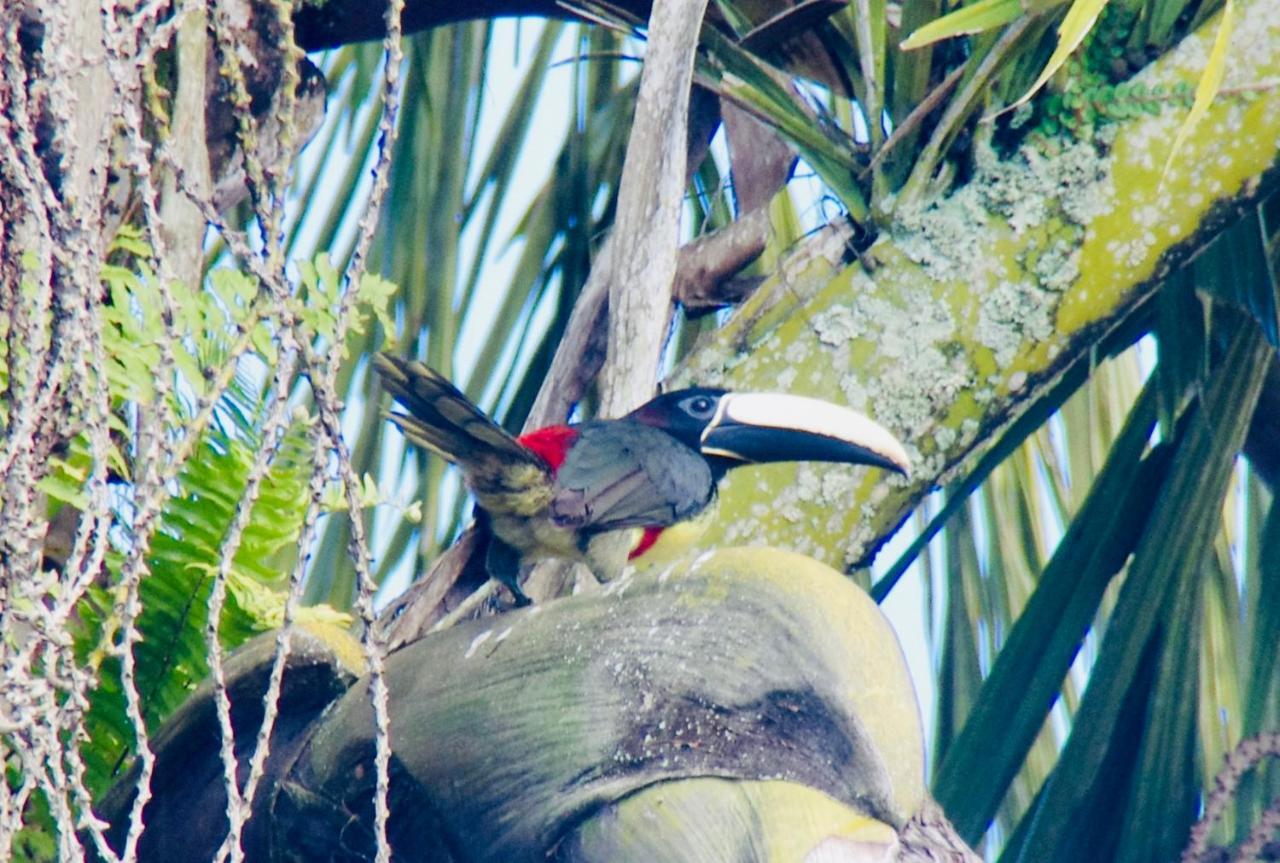 Vila Itaya Itacaré المظهر الخارجي الصورة
